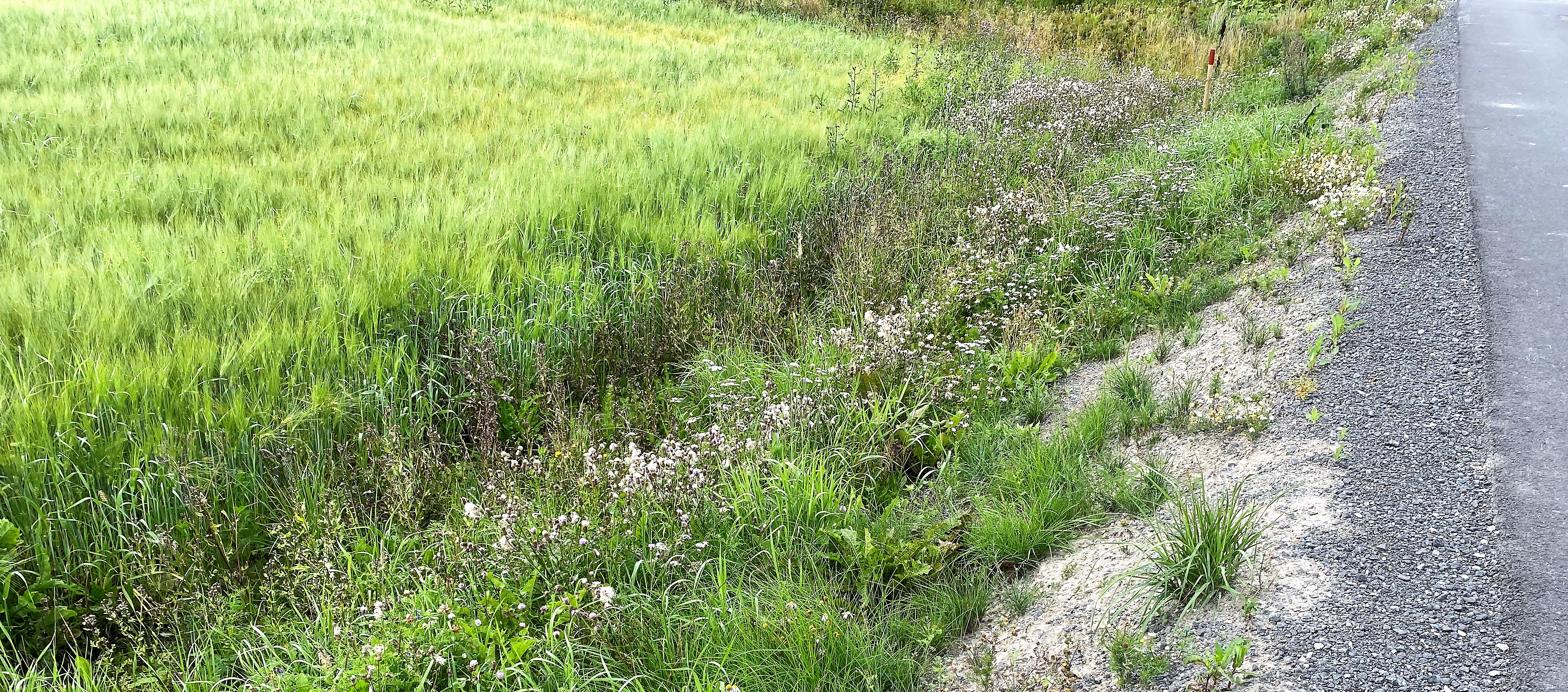 Grøft med høyplanter og gress.